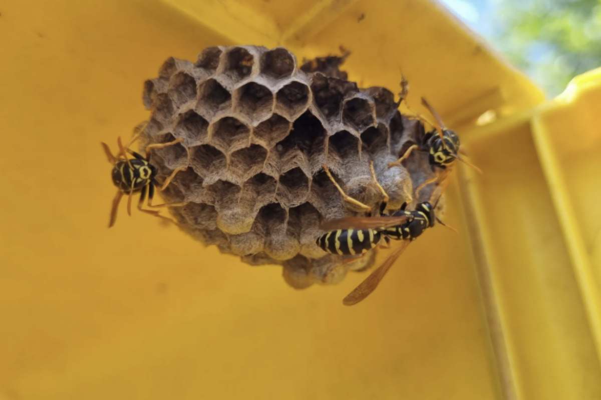Quando la presenza delle vespe diventa particolarmente invadente, è possibile ricorrere a prodotti specifici come spray insetticidi