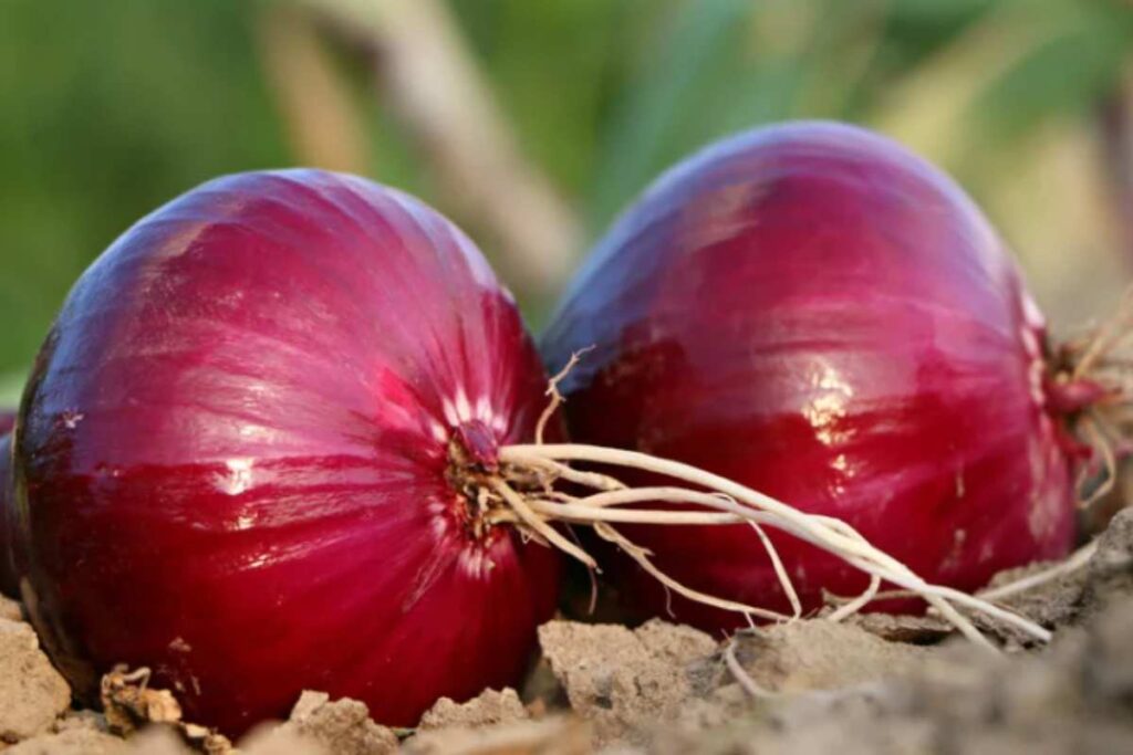 Cipolla