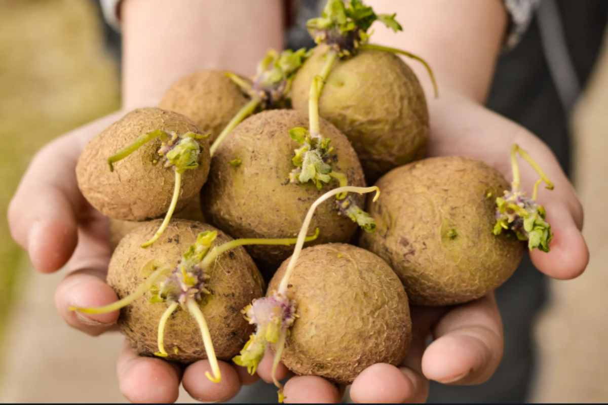 Patate