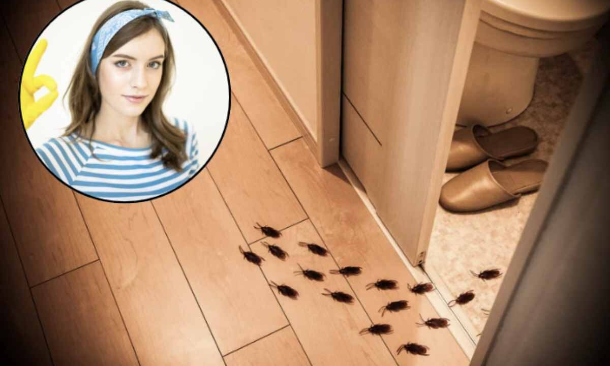 La recente tendenza nel campo della pulizia domestica si concentra su soluzioni naturali e multifunzionali,