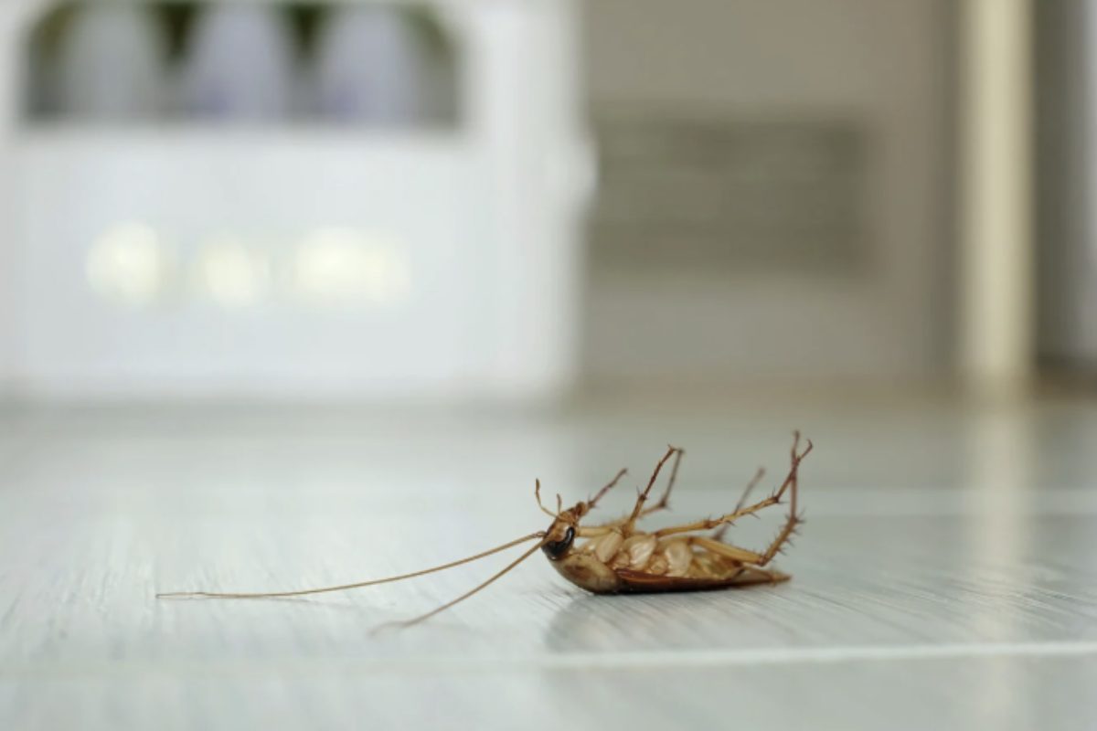 Quando i rimedi naturali non sono sufficienti, è utile ricorrere a prodotti specifici per il controllo di formiche e scarafaggi.