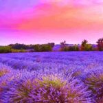 il luogo italiano dei campi di lavanda