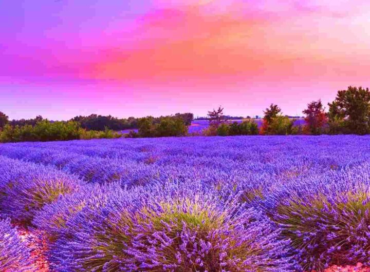 il luogo italiano dei campi di lavanda