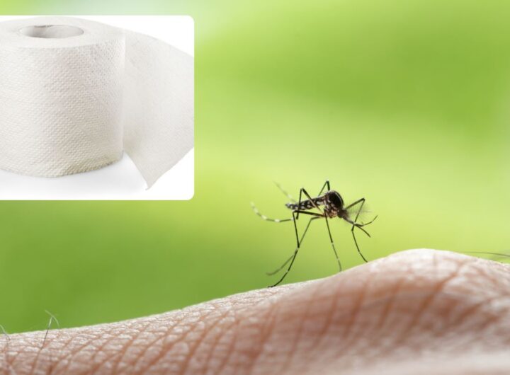 Zanzare ko con il segreto della carta igienica
